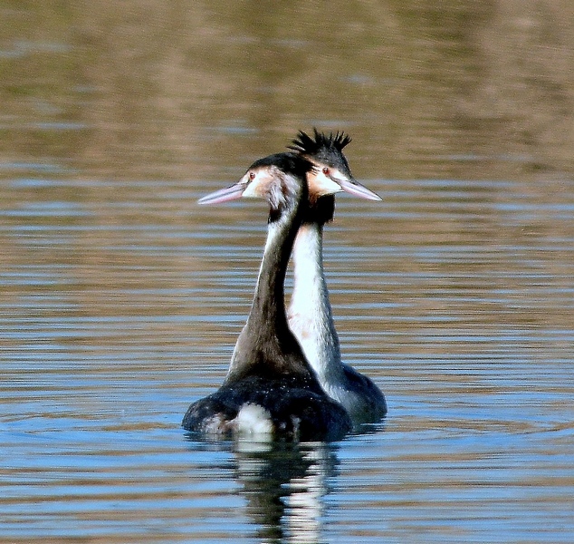 Loro hanno ricominciato!